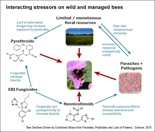 Interaction of bee stressors (Science, 2015)