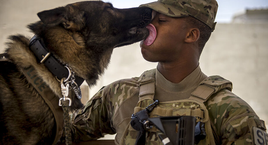 Soldier and dog