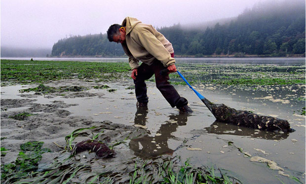 Harvesting oysters in Yaquina Bay, Ore. (NOAA)