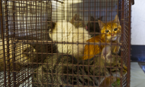 Animal hoarding: A collection of research and journalism resources - The  Journalist's Resource