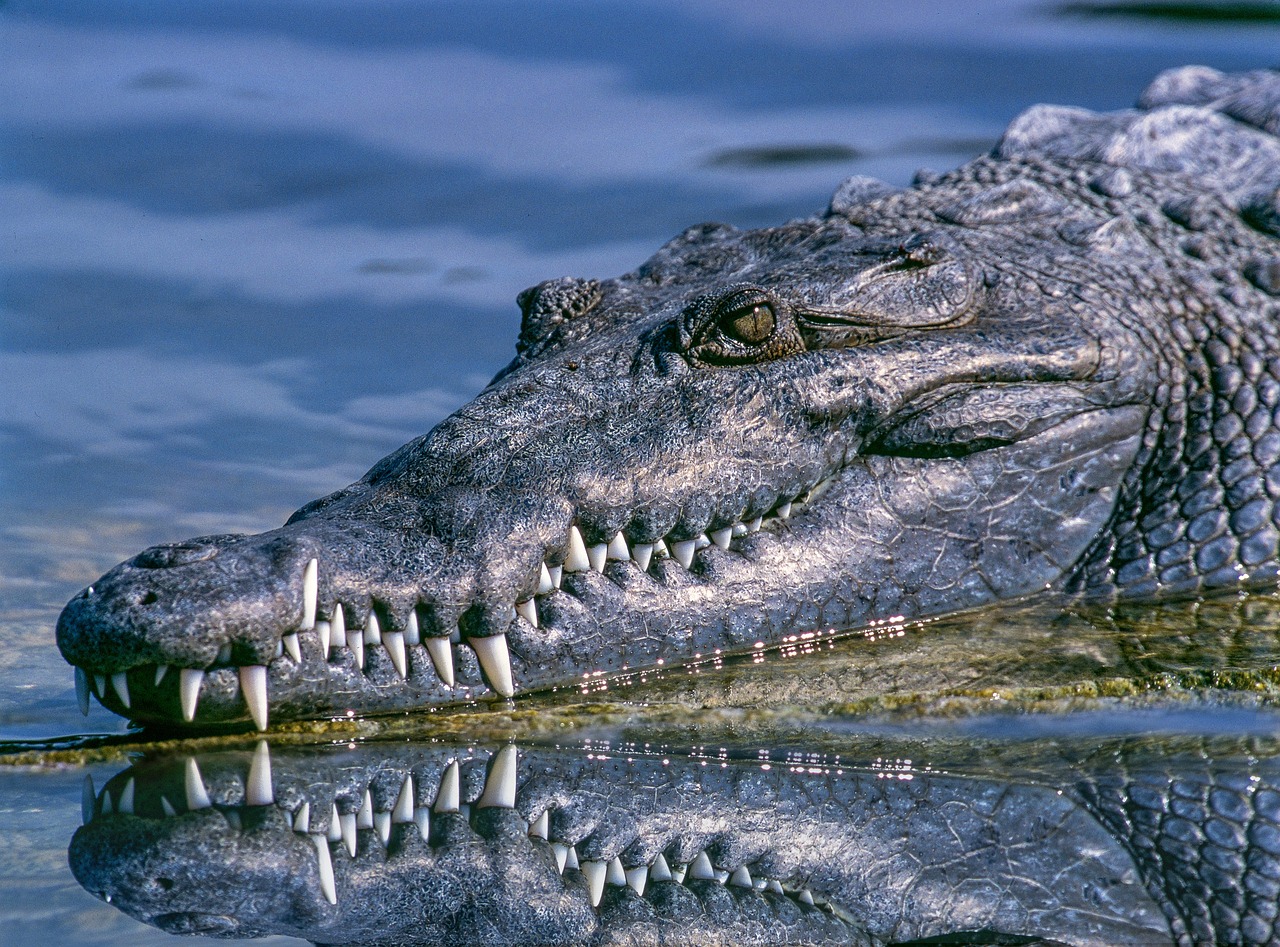 Is Alligator Dangerous?