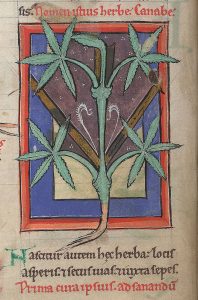 12th century manuscript of medicinal plants from France or England. (British library)