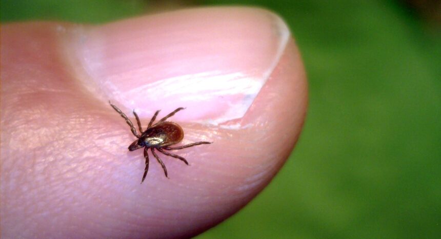 Adult female deer tick (Courtesy UMaine Cooperative Extension)