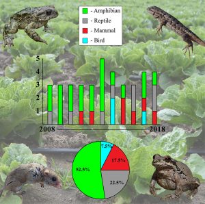 (Graphical abstract for "There's a frog in my salad! A review of online media coverage for wild vertebrates found in prepackaged produce in the United States," Hughes, et al)