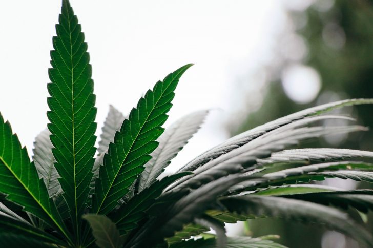 Covering marijuana: Research roundup and 7 tips for journalists