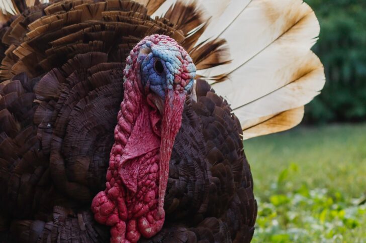 Thanksgiving dinner and talking politics: Research suggests they can (and maybe should) mix