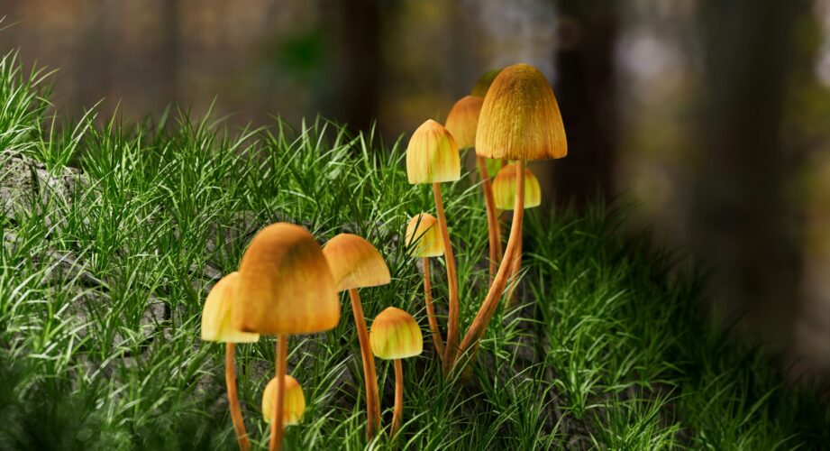 psilocybin mushrooms growing on grass in a forest.