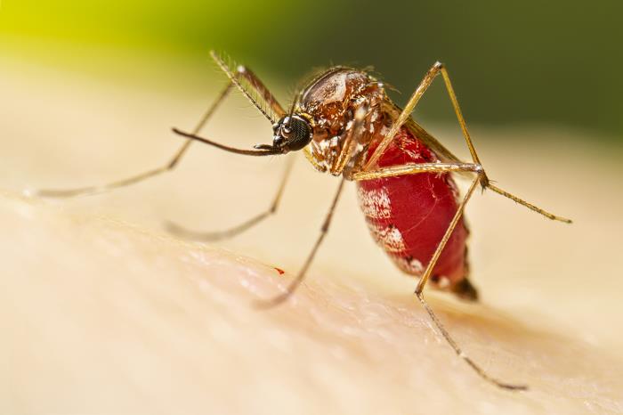 a female, Aedes aegypti mosquito, after taking her blood meal.