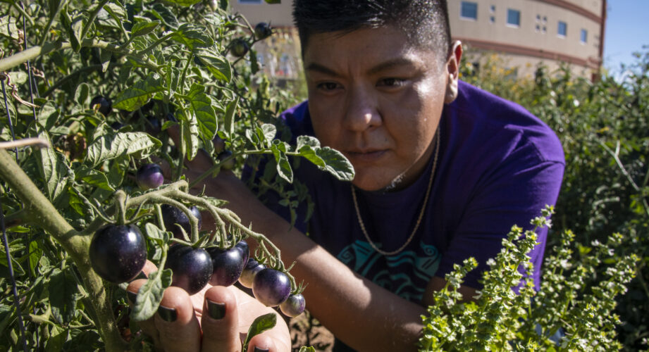 tribal colleges and universities TCUs